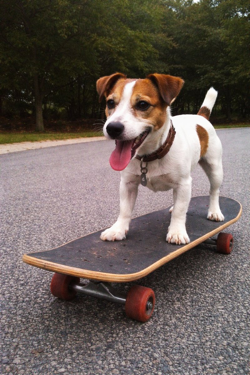 Dog on Skateboard Original iPhone Photo Prompt — output 1