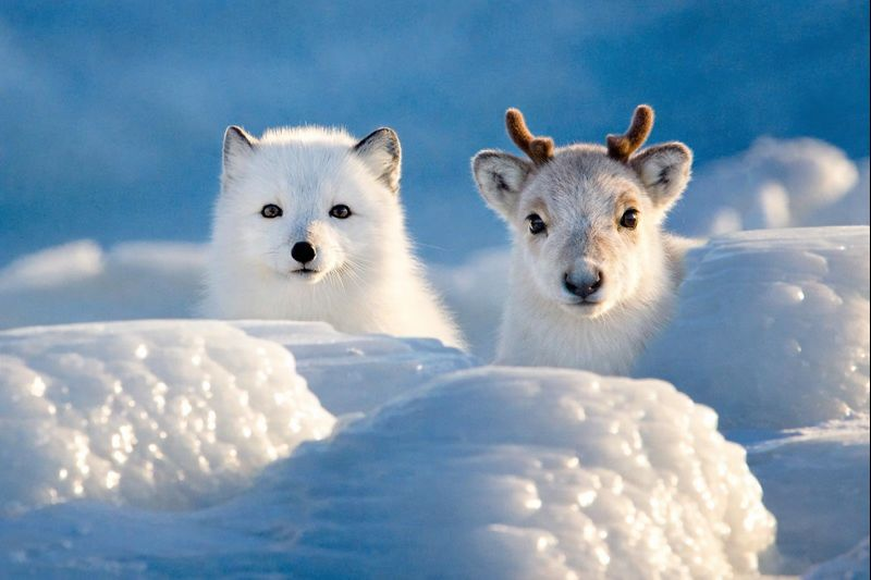 Max and a Caribou Friend — output 1