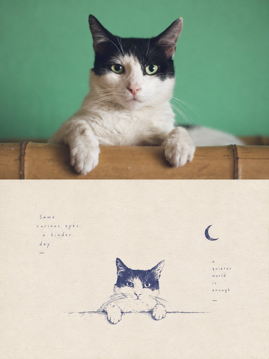 Social Media Post - Tuxedo Cat Photo and Line Art Diptych — output 1
