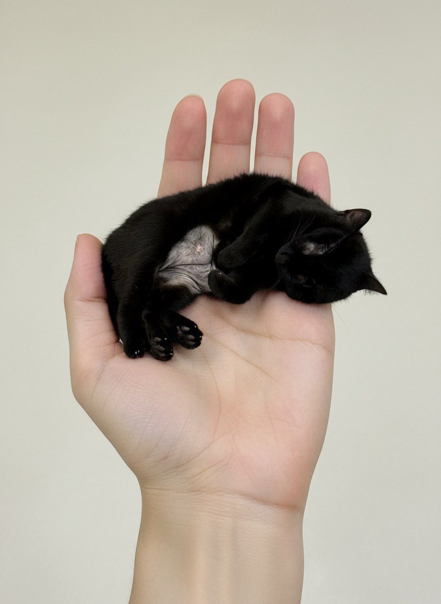 Miniature Pet on Palm Prompt for Image Generation — output 1
