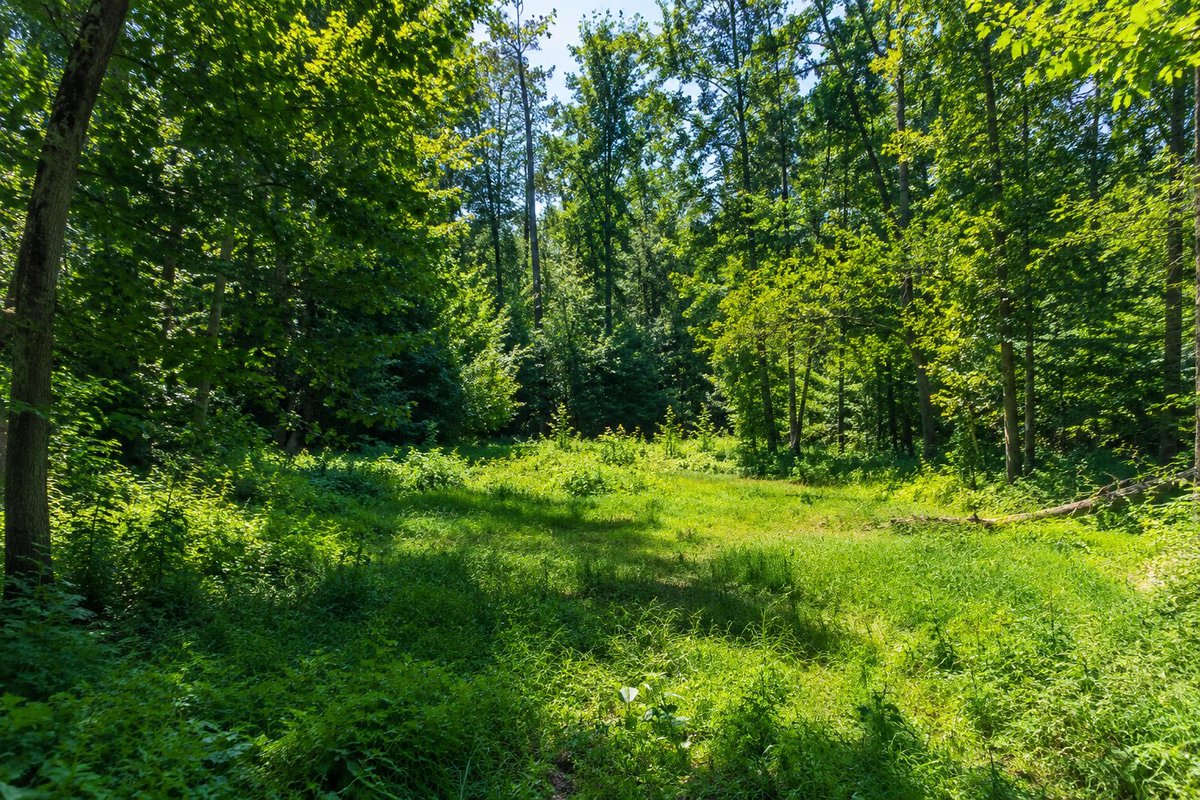 Social Media Post - High Resolution Forest Clearing Photo — output 1