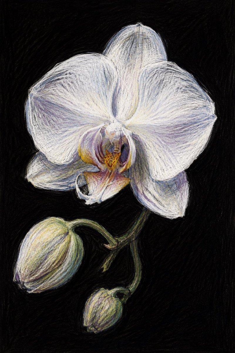 Social Media Post - Colored Pencil Orchid Sketch — output 1