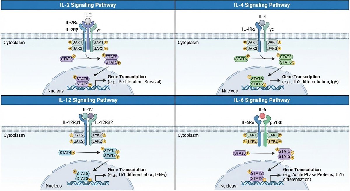 Multi-panel cytokine signaling pathways — output 1